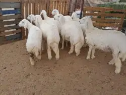ضحايا طيبه يوجد خدمة الذبح و التوصيل 4