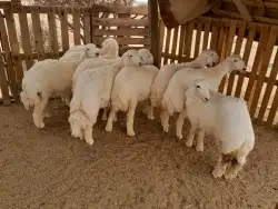 ضحايا طيبه يوجد خدمة الذبح و التوصيل 0