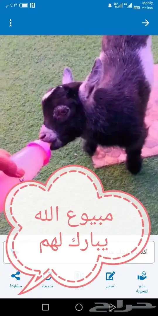ماعزقزمي مبيوع الله يبارك لهم 15