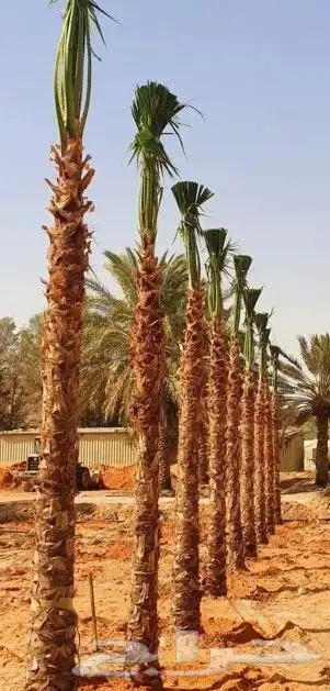 الرياض الرياض 9