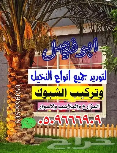 نخل للبيع مع التوصيل ف جميع أنحاء المملكة 3