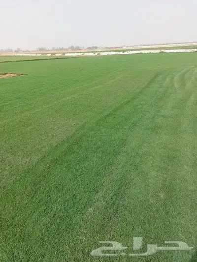 ثيل طبيعي c2000 1