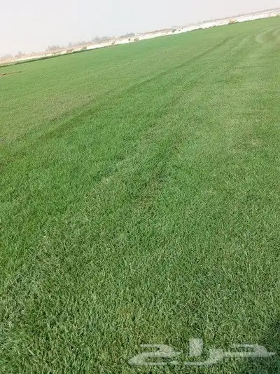 ثيل طبيعي c2000 2