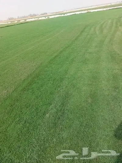 ثيل طبيعي c2000 3