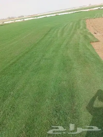 ثيل طبيعي c2000 0
