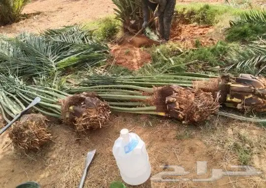 نخل للبيع مع التوصيل ف جميع أنحاء المملكة 2