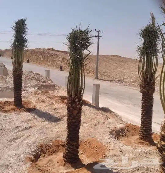 نخل للبيع مع التوصيل ف جميع أنحاء المملكة 1