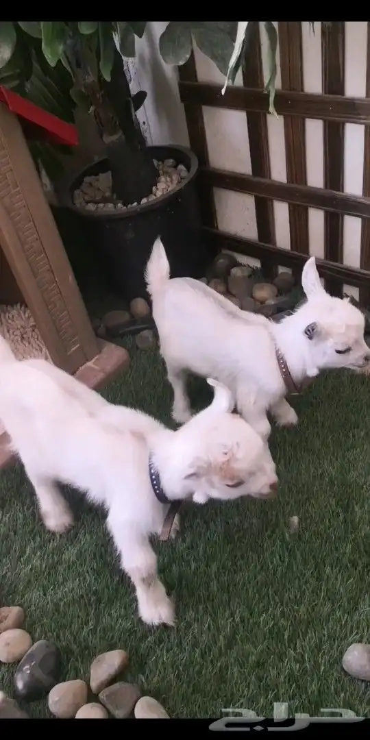 ماعز قزمي جوز ذكر وانثي مواليد 0