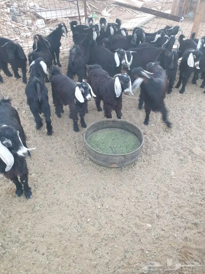 طليان ذبايح حريات فاخره وسواكني 17