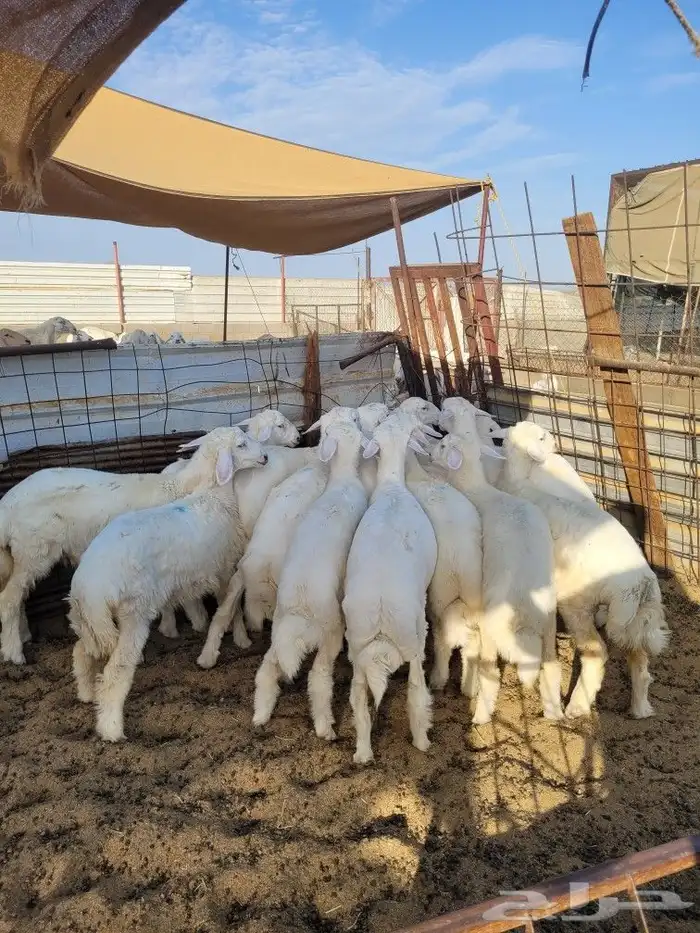 طليان ذبايح حريات فاخره وسواكني 13