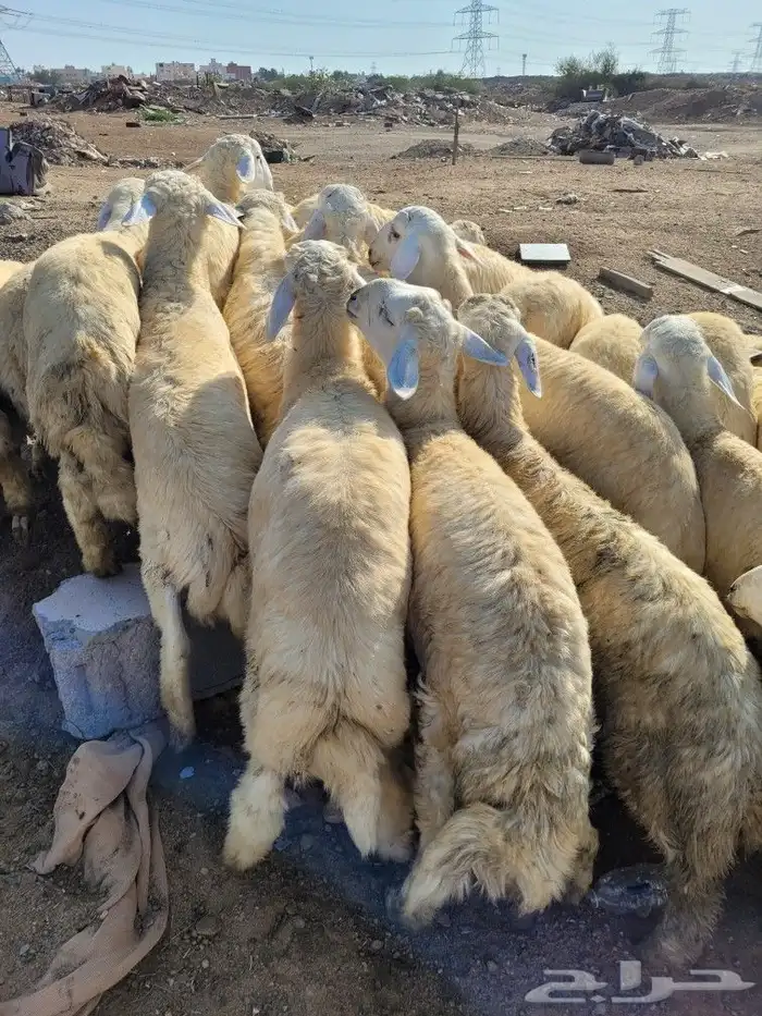 طليان ذبايح حريات فاخره وسواكني 25