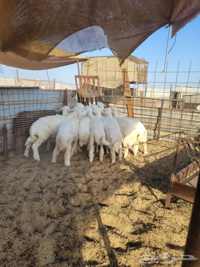 طليان ذبايح حريات فاخره وسواكني 12