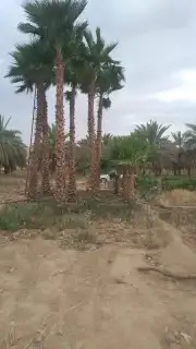 توريد النخيل العربي ولزينه الواشنطني 4