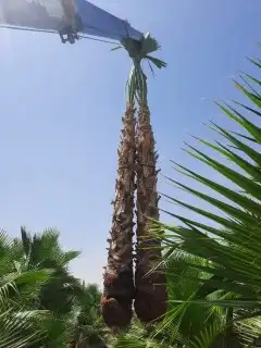 توريد النخيل العربي ولزينه الواشنطني 2