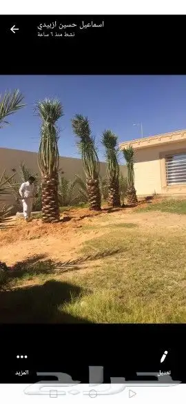 توريد النخيل العربي ولزينه الواشنطني 6