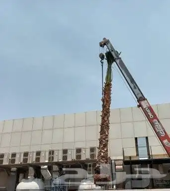توريد النخيل العربي ولزينه الواشنطني 1
