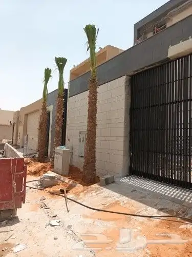 توريد النخيل العربي ولزينه الواشنطني 0