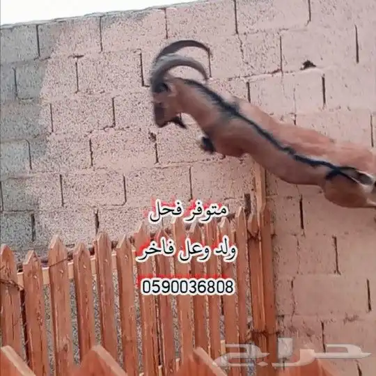فحل ولد وعل فاخر - المزاحمية - 0
