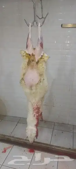 مطعم الخير يقدم خاروف مشوي على الجمر.. 16