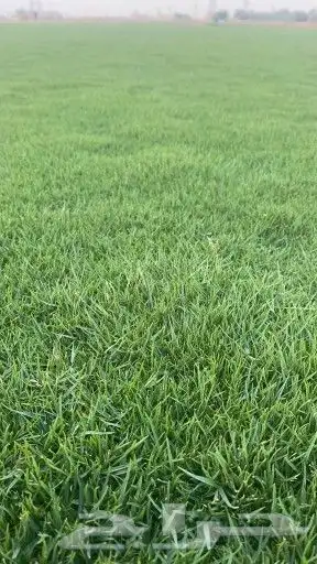 ثيل طبيعي C2000 درجه اولى 0