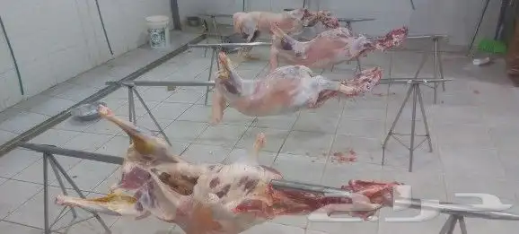 مطعم الخير يقدم خاروف مشوي على الجمر.. 11