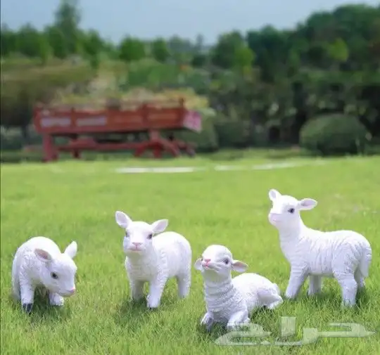 مواليد الماعز القزمي مجموعه 0