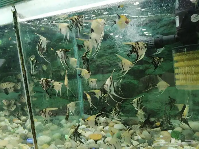 مستلزمات طيور وقطط واسماك 26