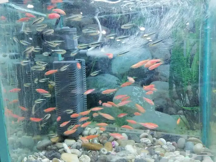 مستلزمات طيور وقطط واسماك 28