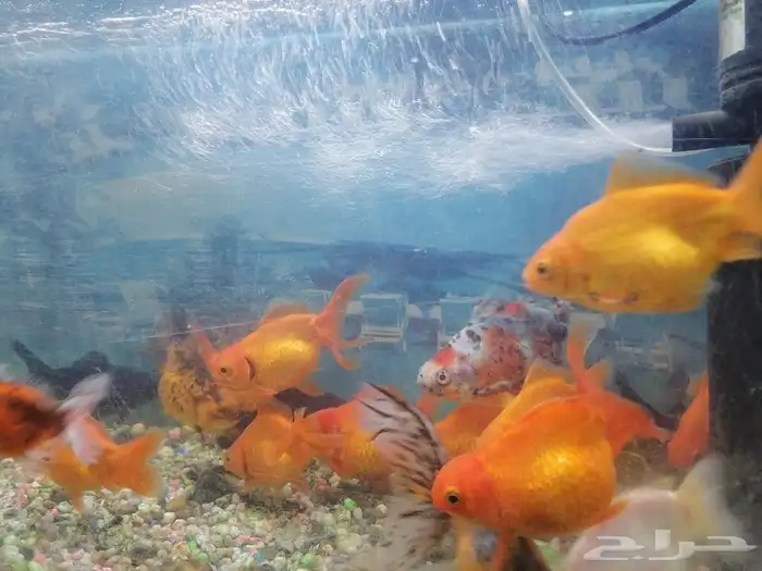 مستلزمات طيور وقطط واسماك 27