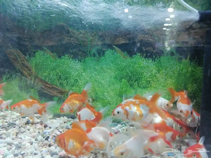 مستلزمات طيور وقطط واسماك 25