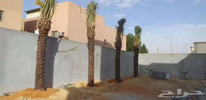 نخيل واشنطن ونخل عربي وتنسيق الحدائق 3