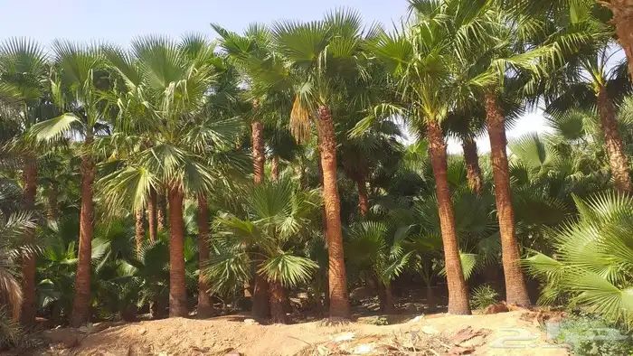 نخيل واشنطن ونخل عربي وتنسيق الحدائق 5
