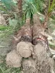 نخل واشنطونيا 6