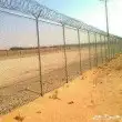 نخل واشنطونيا 4