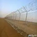 نخل واشنطونيا 3