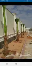 يوجد لد ينا جميع انوع النخل العربي ولاوشنطني 14