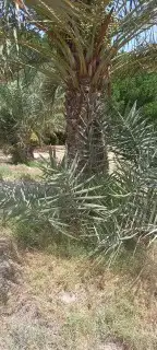يوجد لد ينا جميع انوع النخل العربي ولاوشنطني 3