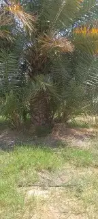يوجد لد ينا جميع انوع النخل العربي ولاوشنطني 2