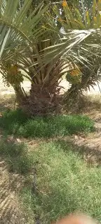 يوجد لد ينا جميع انوع النخل العربي ولاوشنطني 1