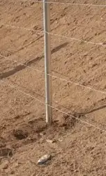 يوجد لد ينا جميع انوع النخل العربي ولاوشنطني 9