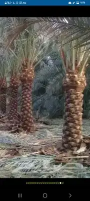 يوجد لد ينا جميع انوع النخل العربي ولاوشنطني 4