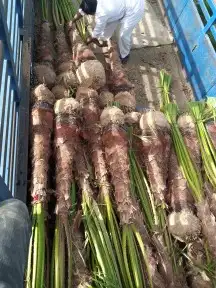 نخل واشنطونيا 9
