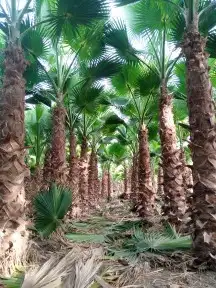 نخل واشنطونيا 10