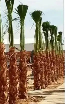 يوجد لد ينا جميع انوع النخل العربي ولاوشنطني 6
