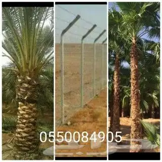 نخيل واشنطن ونخل عربي وتنسيق الحدائق 4