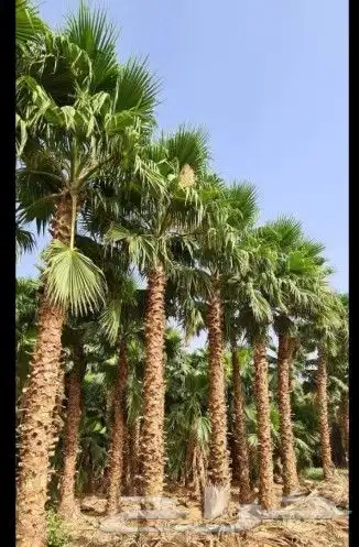 نخل واشنطونيا 18