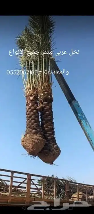 نخل واشنطونيا 15