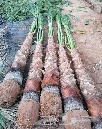 نخل واشنطونيا 17
