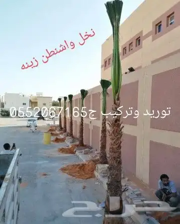نخل واشنطونيا 13