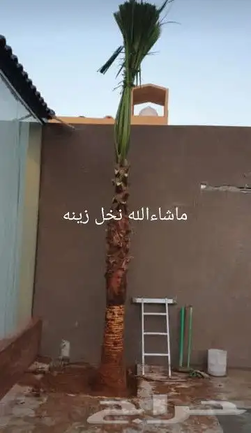نخل واشنطونيا 16
